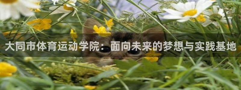 77体育
